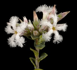 <i>Leucopogon squarrosus</i> Species of plant