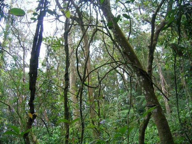 Liana tangle across a forest in the Western Ghats