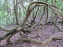 Lianas in Udawattakele, Sri Lanka Lianas Udawattakele.jpg