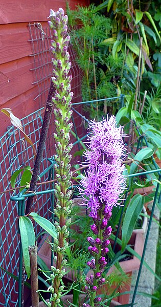 File:Liatris-Spicata-P1410340 (37380947126).jpg