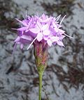 Miniatura para Liatris ohlingerae