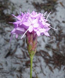 <i>Liatris ohlingerae</i> Species of flowering plant