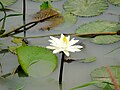 Lily pads in Burkina Faso, 2009.jpg