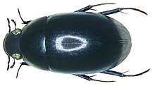 Limnoxenus niger