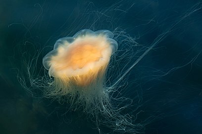 Lion's mane jellyfish in Gullmarn fjord at Sämstad