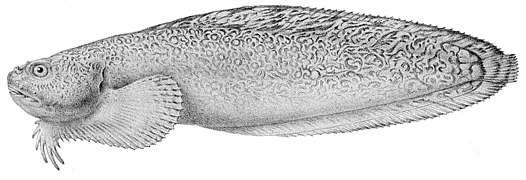 Liparis pulchellus