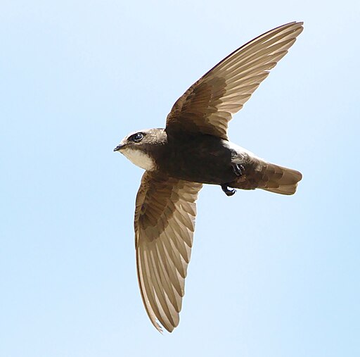 Little swift, Apus affinis, at Kruger National Park, South Africa, crop