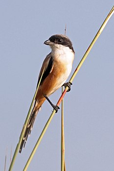 Long-tailed shrike (Lanius schach) intergrade in Bardiya National Park. () Charles J. Sharp 27.000 5.417 out of 10, SD 2.787