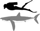 Long fin mako shark.svg
