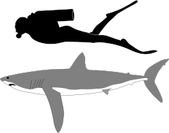 Long fin mako shark.svg