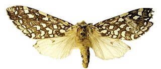 <i>Lophocampa albiguttata</i> species of insect