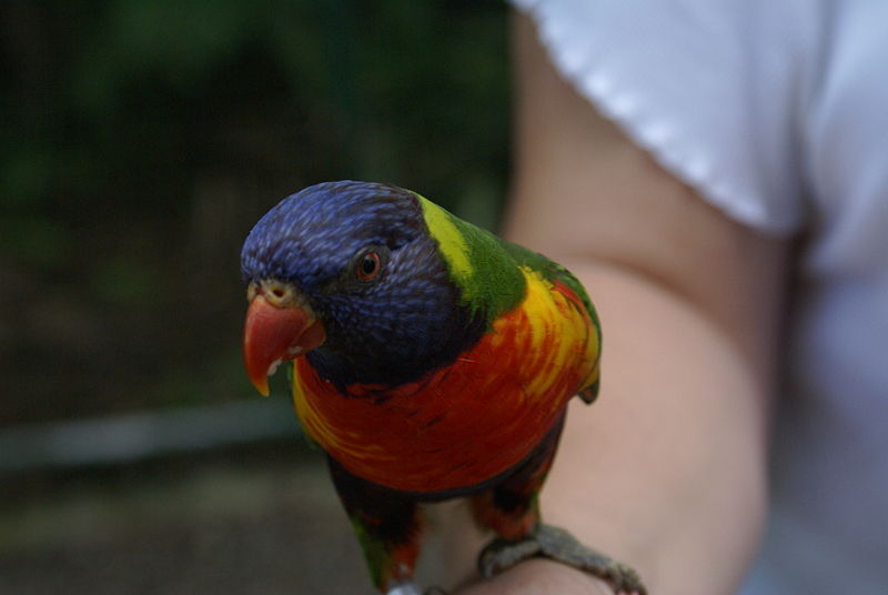 File:LorikeetFeeding.jpg