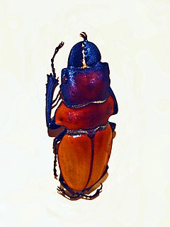 Lucanidae - Odontolabis lowei.JPG