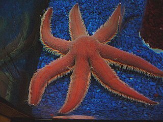 <i>Luidia ciliaris</i> Species of starfish