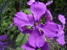 Lunaria annua closeup.jpg