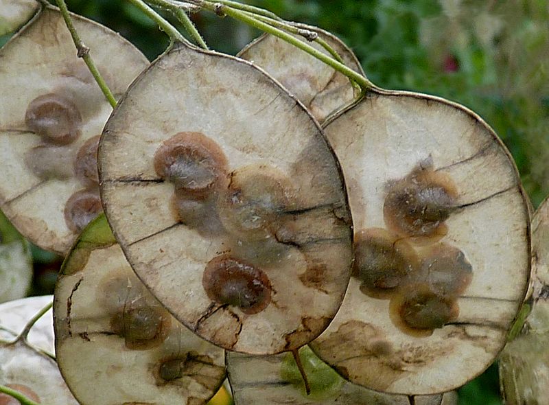 File:Lunaria annua seeds J1.JPG