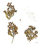 Lysimachia vulgaris (Garden Loosestrife), capsules and seeds