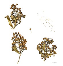 Lysimachia vulgaris MHNT.BOT.2004.0.805.jpg