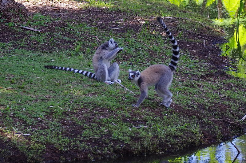 File:MG-naturpark-lemuren-2.jpg