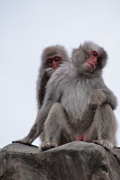 File:Macaca fuscata in Ueno Zoo 2019 51.jpg