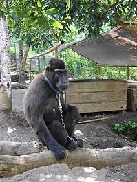 Captive female kept in Tandurusa Zoo Macaca nigra in captivity Tandurusa Zoo.JPG