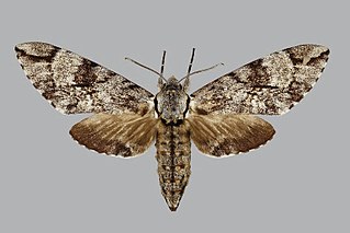 <i>Macropoliana gessi</i> Species of moth