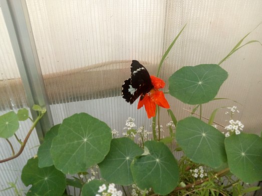 Male Orchard Swallowtail feeding from Nasturtium flowers. Male Orchard Swallowtail.jpg