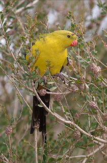 Regent parrot Species of bird