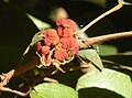 M. philipensis fruit.