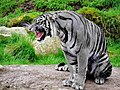 Maltese Tiger.jpg