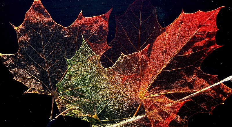 File:Maple Leaves Structure2 jurvetson.jpg