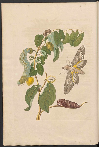 File:Maria Sibylla Merian-Metamorphosis-Uni bib Utrecht MAG AB 352 Rariora 03.jpg