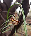 Marsdenia australis flowers.jpg