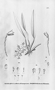 plate 28 Macradenia lutescens, Macradenia paraensis