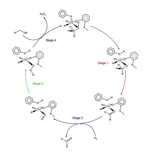 Katalytický mechanismus galaktózooxidázy