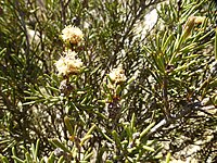 Melaleuca condylosa