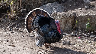 Meleagris on Inca Trail, Peru.jpg