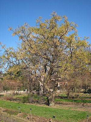 Cedar tree (Melia azedarach)