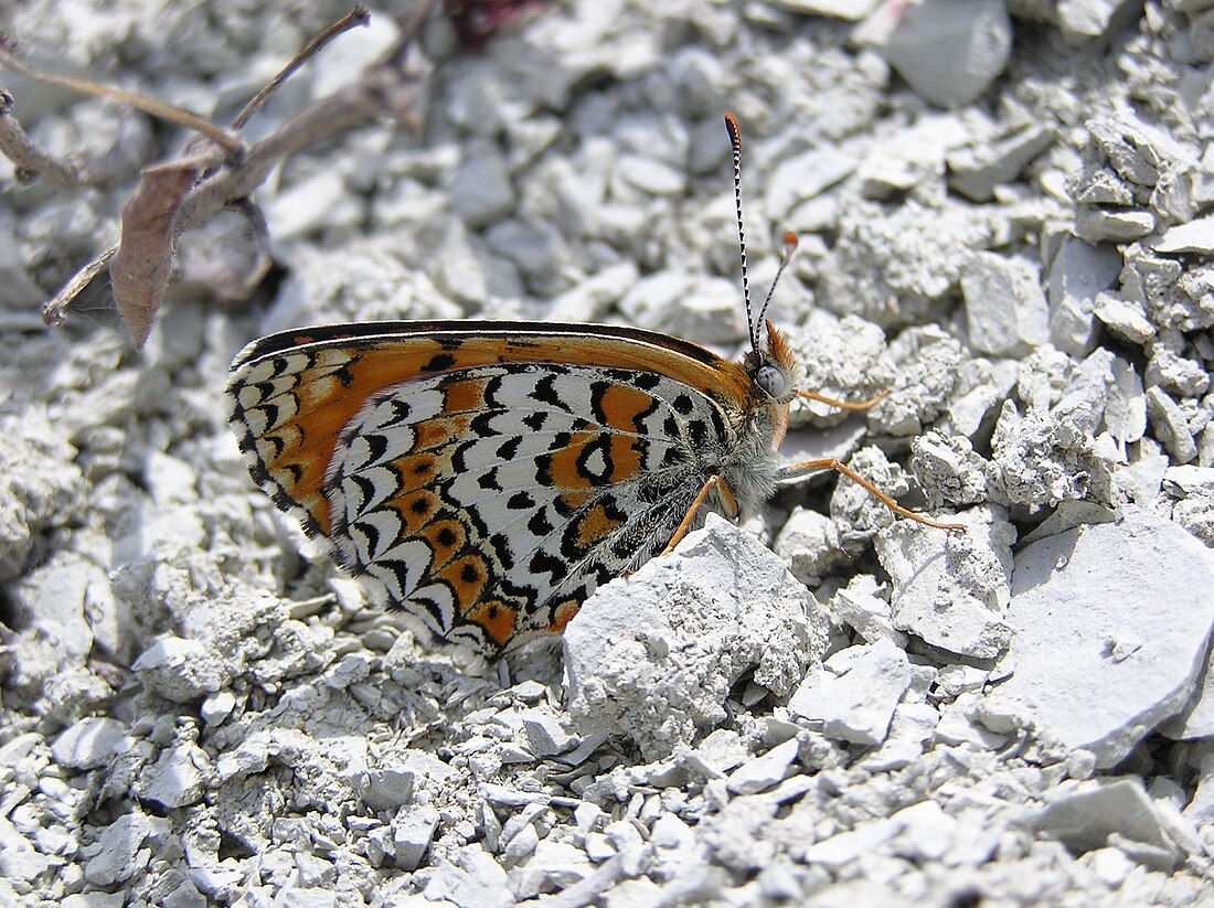 Melitaea arduinna