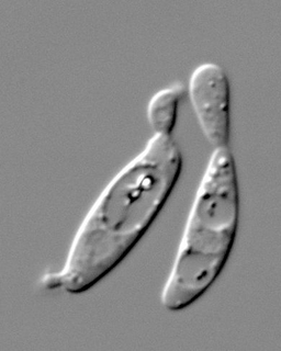 Microbotryomycetes Class of fungi