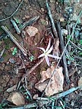 Miniatura para Colchicum filifolium