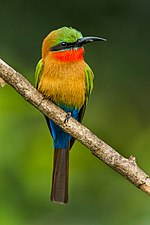 Thumbnail for Red-throated bee-eater