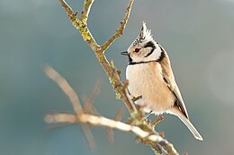 Europinė kuoduotoji zylė (Lophophanes cristatus)