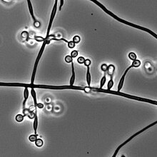 Конидиальная фаза Metarhizium granulomatis.jpg