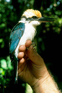 Pohnpei kingfisher species of bird