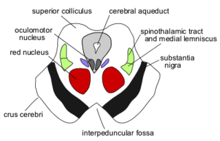 <span class="mw-page-title-main">Central tegmental tract</span> Structure in the midbrain and pons