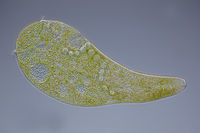 Stentor polymorphus amb algues simbionts