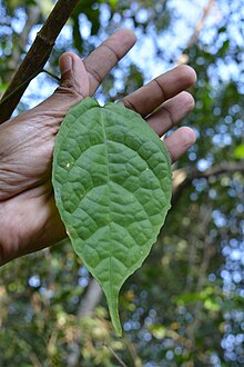 Miquelia dentata at Aralam WLS (2).jpg