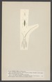 Miris - Print - Iconographia Zoologica - Special Collections University of Amsterdam - UBAINV0274 002 02 0035.tif