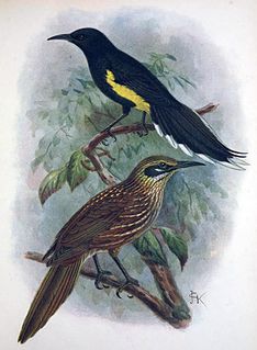 Mohoidae Extinct family of birds